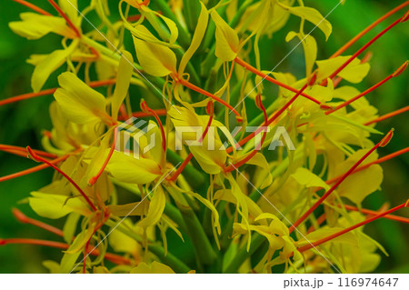 Yellow flower plant with green nature background. 116974647