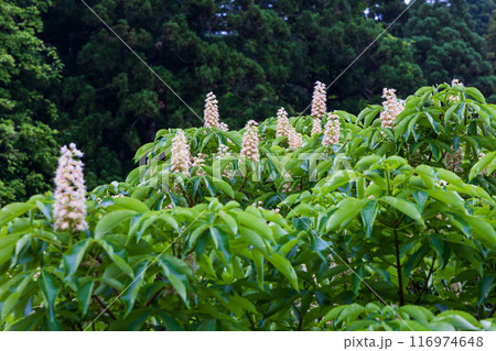 秋田県にかほ市の初夏 新緑の奈曽の白滝 トチノキ 秋田県にかほ市の初夏 新緑の奈曽の白滝 トチノキ 116974648