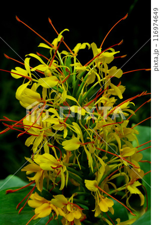 Kahili ginger or Hedychium gardnerianum. 116974649