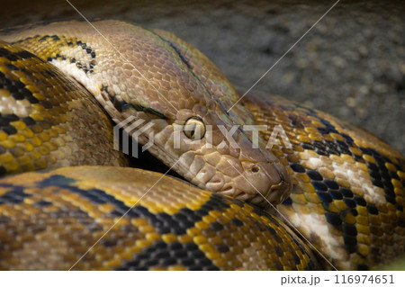 Snake close up  Boa eye and skin 116974651