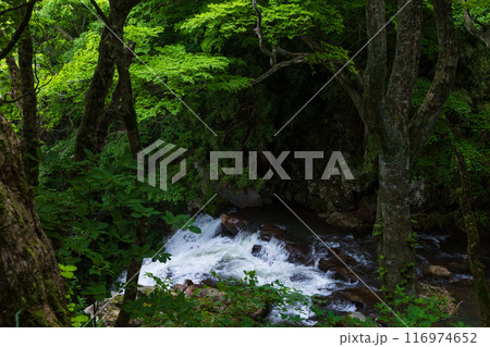 秋田県にかほ市の初夏　新緑の奈曽の白滝（上流） 116974652