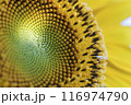 クローズアップしたヒマワリの花 116974790