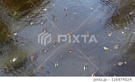 Flying over water surface of lake with swimming ducks in park with trees with yellow falling leaves on sunny autumn day. Many feathered birds ducks. Landscape park. Autumn scenery. Natural background 116974824