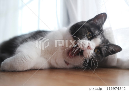 あくびする猫 あくびする猫 116974842