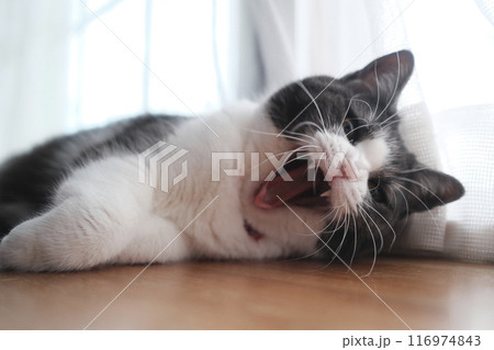 あくびする猫 116974843