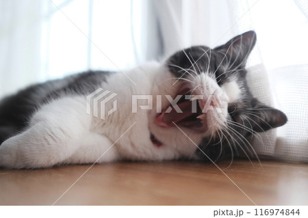 あくびする猫 116974844