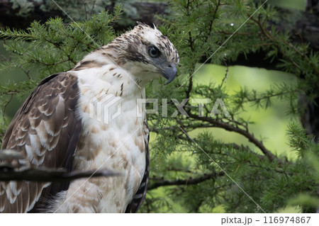枝にとまるクマタカの若鳥 枝にとまるクマタカの若鳥 116974867
