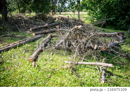 Sawed trunks and branches of old trees on the ground Sawed trunks and branches of old trees on the ground 116975109