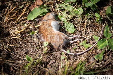 Dead, brown mouse on the ground, rodent control 116975115