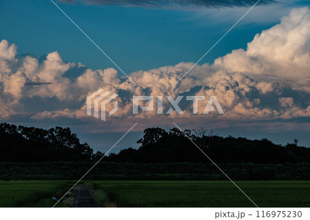夕日に照らされた入道雲 夕日に照らされた入道雲 116975230