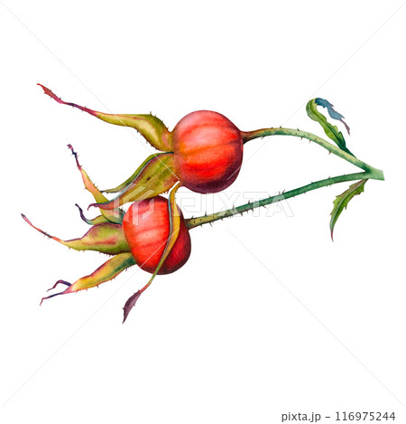 Rose hips edible and medicinal plant. Hand drawn watercolor illustration of dog rose red fruits on white background. Botanical briar clipart for tea packaging, beauty, cosmetics, perfume, jam labels. 116975244