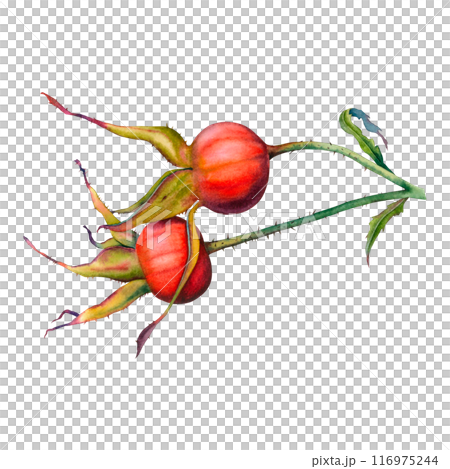Rose hips edible and medicinal plant. Hand drawn watercolor illustration of dog rose red fruits on white background. Botanical briar clipart for tea packaging, beauty, cosmetics, perfume, jam labels. 116975244