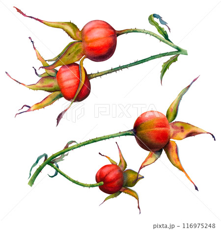 A branches of Dog rose with two red berries. Hand drawn watercolor botanical illustration of rose hips isolated on white background. Clipart for packaging, cosmetics, perfume, labels, invitations. 116975248