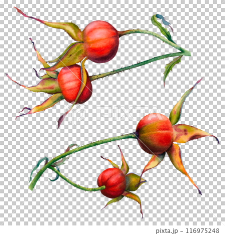 A branches of Dog rose with two red berries. Hand drawn watercolor botanical illustration of rose hips isolated on white background. Clipart for packaging, cosmetics, perfume, labels, invitations. 116975248