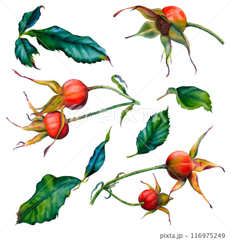 Set of green leaves, wild rose stems, rose hips. Watercolor hand drawn illustration of greenery and berries on a white background. The set is perfect for packaging, invitations, cards, posters, logos. 116975249