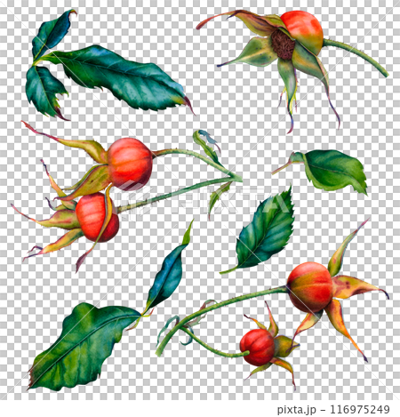 Set of green leaves, wild rose stems, rose hips. Watercolor hand drawn illustration of greenery and berries on a white background. The set is perfect for packaging, invitations, cards, posters, logos. Set of green leaves, wild rose stems, rose hips. Watercolor hand drawn illustration of greenery and berries on a white background. The set is perfect for packaging, invitations, cards, posters, logos. 116975249
