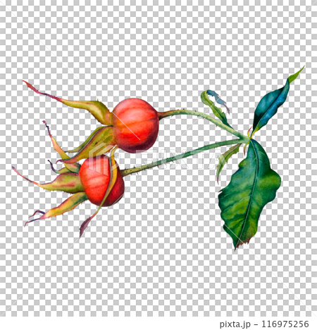 A branch of dog rose with red berries and green leaves. Hand drawn watercolor botanical illustration of rose hips isolated on white background. Suitable for tea packaging, cosmetics, jam labels, food. 116975256