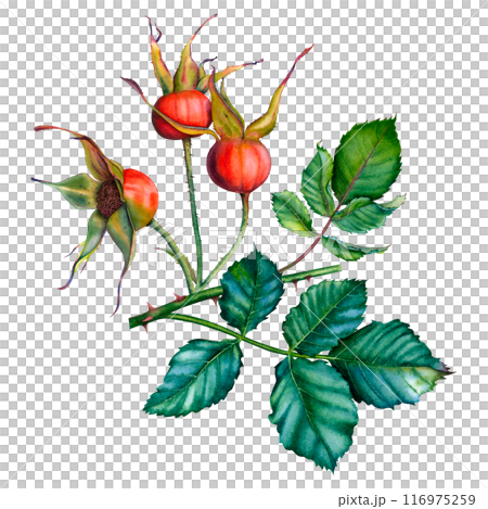 A branch of dog rose with red berries and green leaves. Hand drawn watercolor botanical illustration of rose hips isolated on white background. Suitable for tea packaging, cosmetics, jam labels, food. 116975259