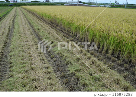 稲刈り作業中の田園風景 116975288