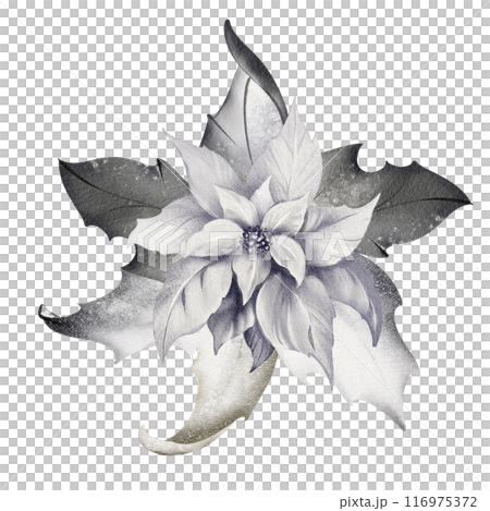 Watercolor Christmas Poinsettia. Winter xmas decoration on isolated background. White flower in vintage style. Hand drawn floral arrangement for New Year cards and gifts. 116975372