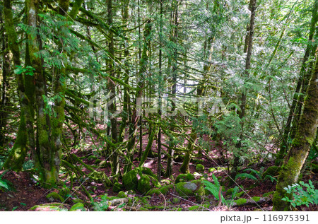 Inside a dense pine tree forest with streams, large moss covered pine trees, and bio diversity 116975391