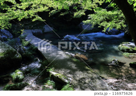 初夏の小田深山渓谷を歩く (愛媛県 内子町) 初夏の小田深山渓谷を歩く (愛媛県 内子町) 116975626