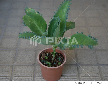 鉢に植えられた子宝草 鉢に植えられた子宝草 116975780