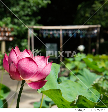 咲いている蓮の花 116975943
