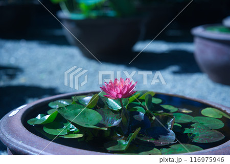 咲いている蓮の花 116975946