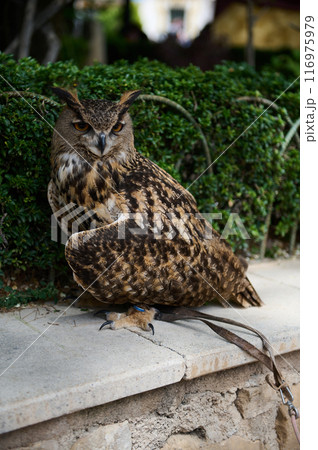 Majestic Eurasian eagle-owl perched in a natural setting with lush greenery 116975979