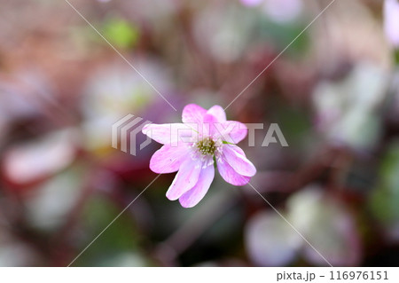 可愛い　オオミスミソウの花 116976151