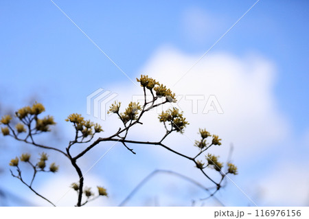 サンシュユの花 サンシュユの花 116976156