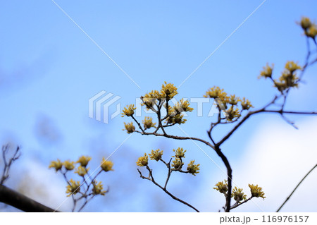 サンシュユの花 満開 サンシュユの花 満開 116976157