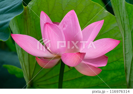 はすの花びら 116976314