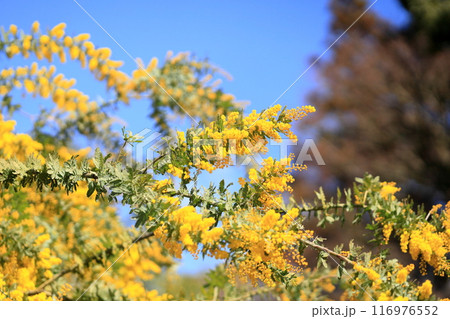 ギンヨウアカシアの花　満開 116976552