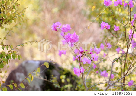 ゲンカイツツジの花 満開 ゲンカイツツジの花 満開 116976553