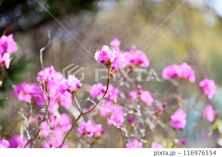 ゲンカイツツジの花 満開 ゲンカイツツジの花 満開 116976554