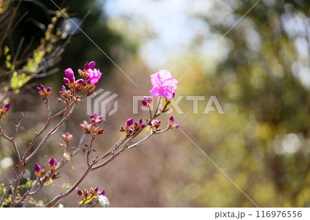 ゲンカイツツジの花 116976556