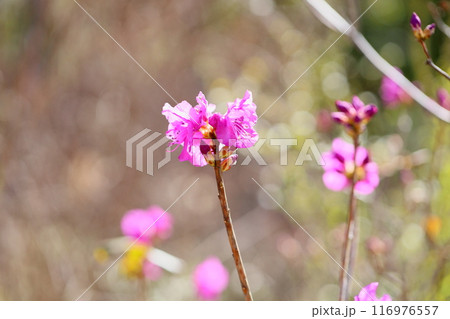 ゲンカイツツジの花　満開 116976557