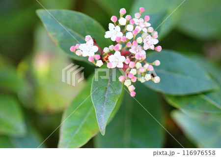 ビバーナムティヌスの花 116976558