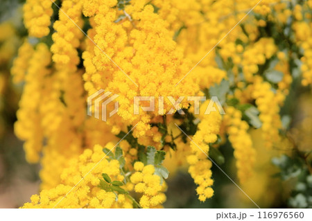 ギンヨウアカシアの花　満開 116976560