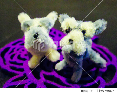 ミニチュアシュナウザー 116976607