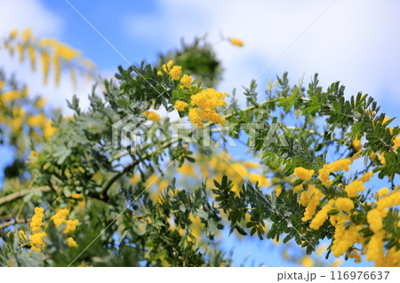 ギンヨウアカシアの花 満開 ギンヨウアカシアの花 満開 116976637