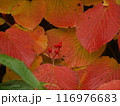 オオカメノキの紅葉 116976683