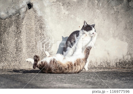 じゃれ合う島で2匹の可愛い猫③ じゃれ合う島で2匹の可愛い猫③ 116977596