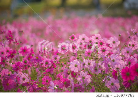 秋の日差しを受け朝露で生き生きと咲くピンクのコスモス 116977765