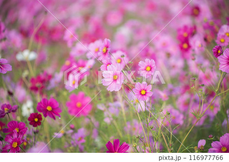 秋の日差しを受け朝露で生き生きと咲くピンクのコスモス 秋の日差しを受け朝露で生き生きと咲くピンクのコスモス 116977766