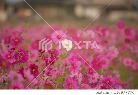 秋の日差しを受け朝露で生き生きと咲くピンクのコスモス 116977770