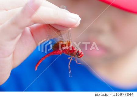 赤とんぼを持つ男の子 116977844