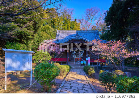 春の神奈川県二宮町の吾妻山公園の吾妻神社 春の神奈川県二宮町の吾妻山公園の吾妻神社 116977862